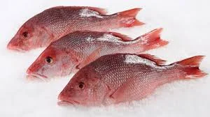 Fresh Red Snapper Fish 新鲜红鲷/红狮鱼 from KB Fresh Seafood and Vegetables Wholesaler