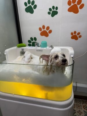 Pet Grooming from Yeah Yeah Pet Mart in Penang